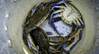John Wnek of New Jersey on the Responsible Use of Crab Pots