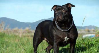 Candace Marion Peggy Thiessen and Cody Daniel Thiessen Our Journey to Breeders: A Love for Staffordshire Bull Terrier