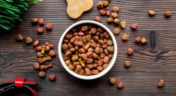 The Pride Dog Food Fuel for the Farm: Why Border Collies Thrive on High-Performance Dog Food